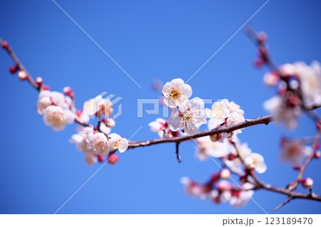 青空と梅の花の風景 123189470