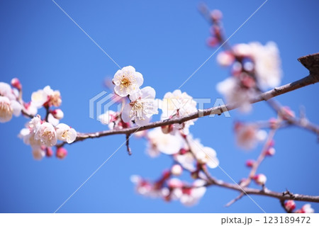 青空と梅の花の風景 青空と梅の花の風景 123189472