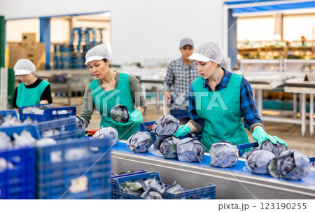 Team of female workers sorting red cabbage on the conveyor of a vegetable processing factory Team of female workers sorting red cabbage on the conveyor of a vegetable processing factory 123190255