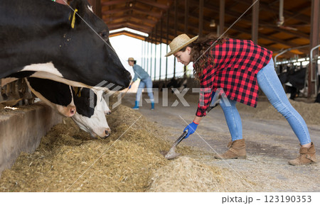 Young girl farmer feeding cows on dairy farm 123190353