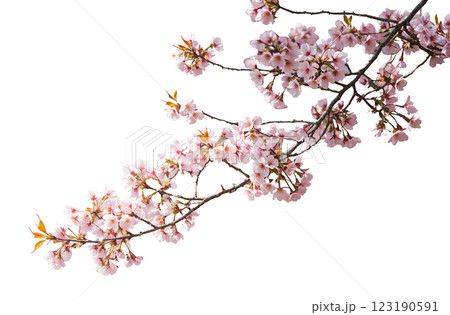 満開の桜の小枝。PNG 123190591