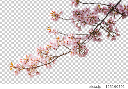 満開の桜の小枝。PNG 123190591