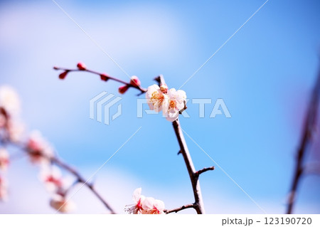 早春の青空と梅の花のクローズアップ 早春の青空と梅の花のクローズアップ 123190720