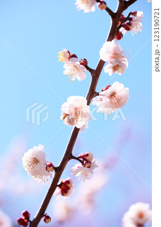 早春の青空と梅の花のクローズアップ 早春の青空と梅の花のクローズアップ 123190721