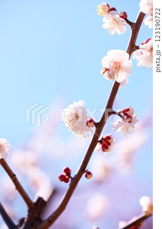 早春の青空と梅の花のクローズアップ 早春の青空と梅の花のクローズアップ 123190722