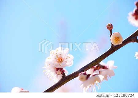 早春の青空と梅の花のクローズアップ 123190724