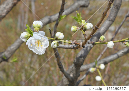 大阪城の桃 123190837