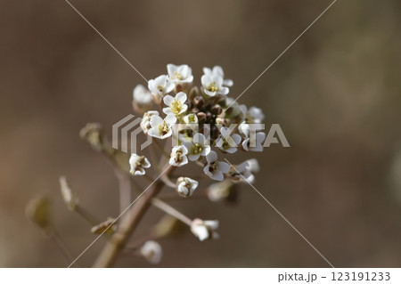 冬の野原に咲く白いナズナの花 冬の野原に咲く白いナズナの花 123191233