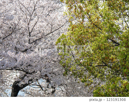 桜と新緑 123191308