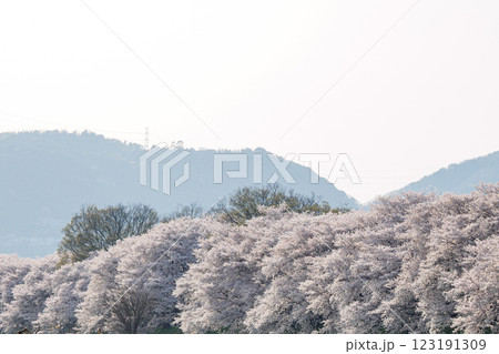 満開になった桜 123191309