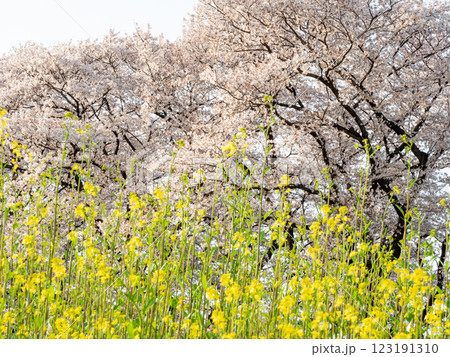 満開の桜と菜の花が咲く春の風景 123191310
