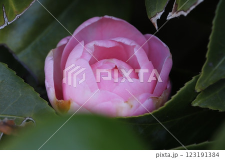 冬の庭に咲くピンク色の八重咲き椿の花 123191384