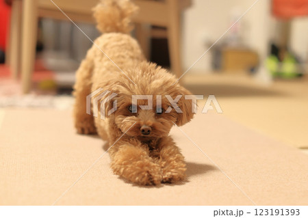 伸びをするトイプードル 123191393