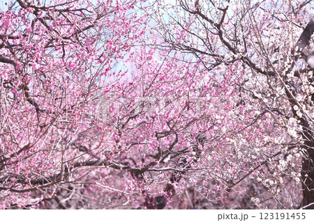 満開に咲く早春の梅の花 満開に咲く早春の梅の花 123191455