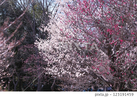 満開に咲く早春の梅の花 満開に咲く早春の梅の花 123191459
