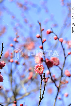 早春の梅 123191539