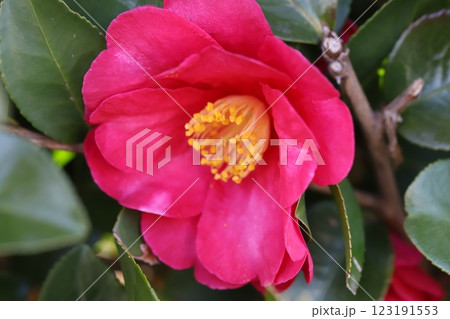 冬の庭に咲く赤いツバキの花 123191553