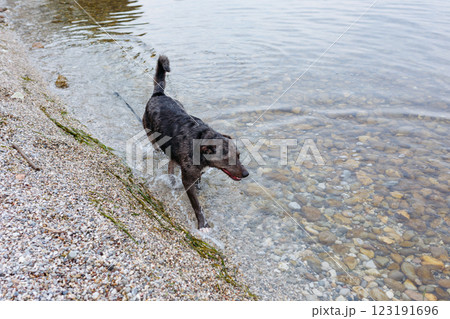A dog is running in the shallow water on a rocky beach 123191696