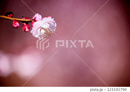 早春の梅の花のクローズアップ 123191790