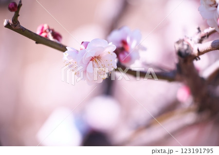 早春の梅の花のクローズアップ 123191795