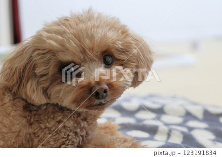 伏せをしているトイ・プードル 123191834