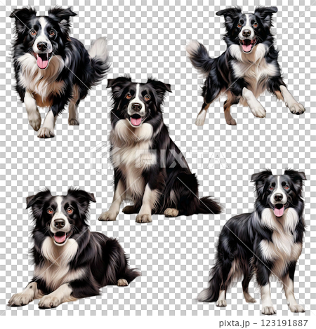 Border collie black white realistic illustration set 123191887
