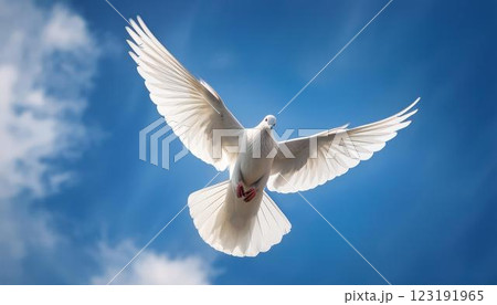 幸福と平和の象徴の白い鳩3のイラスト素材 [123191965] - PIXTA