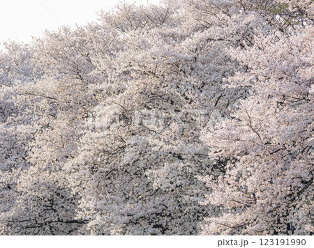 満開になった桜 満開になった桜 123191990