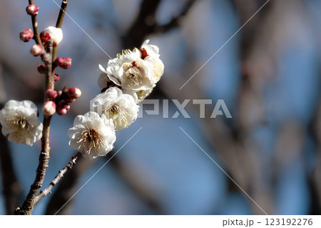 早春の香りを漂わせる色とりどりの梅の花 早春の香りを漂わせる色とりどりの梅の花 123192276
