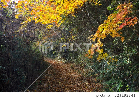 秋の松島四大観　駐車場から大高森：壮観への紅葉の道 123192541