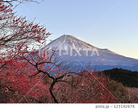梅と富士山 123192678