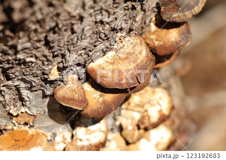 木の幹に生えたきのこ 木の幹に生えたきのこ 123192683