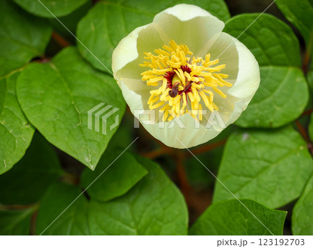 ヤマシャクヤクのある風景 ヤマシャクヤクのある風景 123192703
