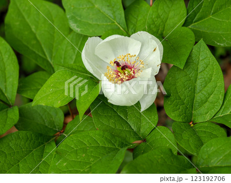 ヤマシャクヤクのある風景 ヤマシャクヤクのある風景 123192706