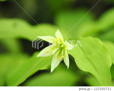 チゴユリのある風景 123192711