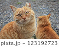 茶トラのネコ二匹のうち一匹だけ起き上がりじっとこちらを見つめるアップの顔 123192723
