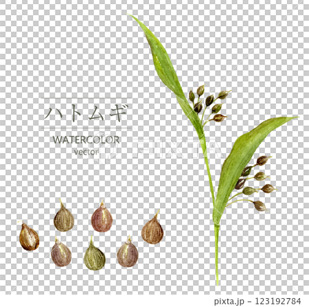Pearl barley watercolor illustration vector 123192784