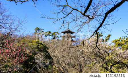 日本庭園の景勝地の三渓園・三溪園の冬(早春) 日本庭園の景勝地の三渓園・三溪園の冬(早春) 123192818