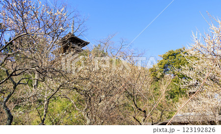 日本庭園の景勝地の三渓園・三溪園の冬（早春） 123192826