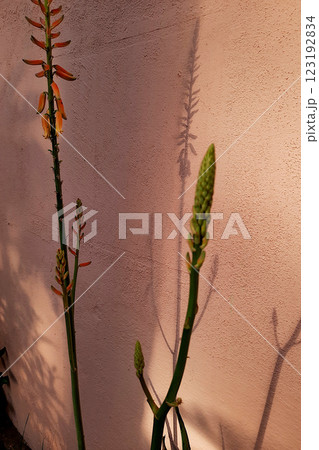 Aloe vera Flowers and Buds Aloe vera Flowers and Buds 123192834