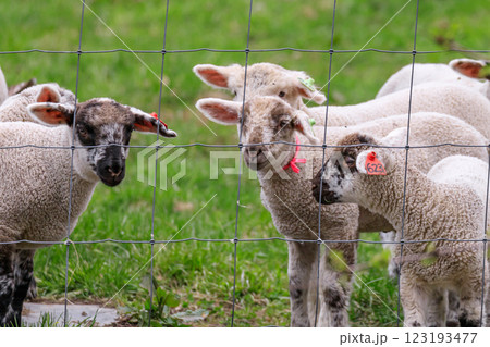 北海道占冠村、フェンス越しの子羊たち【5月】 北海道占冠村、フェンス越しの子羊たち【5月】 123193477