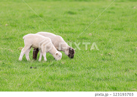 北海道占冠村、子羊のお散歩【5月】 北海道占冠村、子羊のお散歩【5月】 123193703
