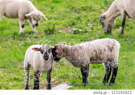 北海道占冠村、仲良く寄り添う子羊【5月】 123193822