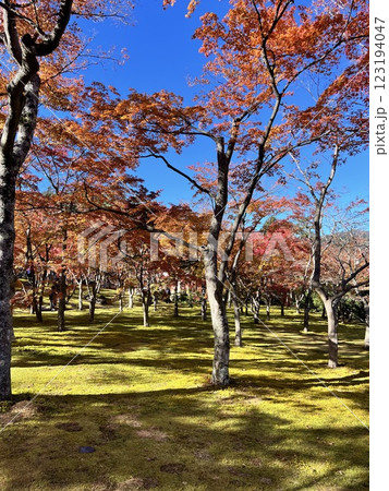 箱根美術館内の苔庭にて鮮やかに彩る紅葉 123194047