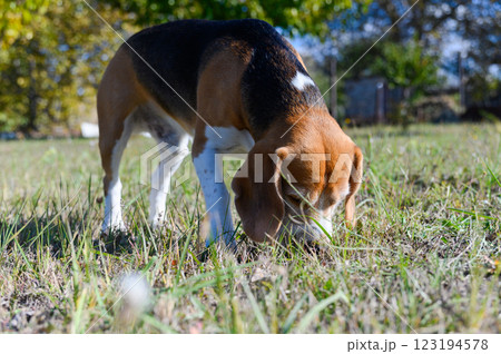 A tricolor beagle with white, brown, and black fur sniffs the grass. A tricolor beagle with white, brown, and black fur sniffs the grass. 123194578