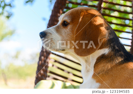 Beagle sitting in a hanging chair outdoors. 123194585