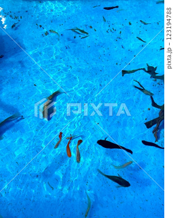 水の揺らぎと泳ぐ魚 123194788