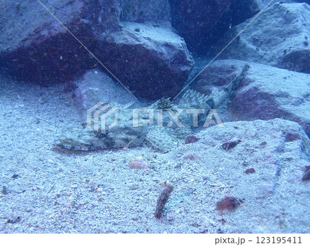 海の砂底でじっとしているワニゴチ 123195411