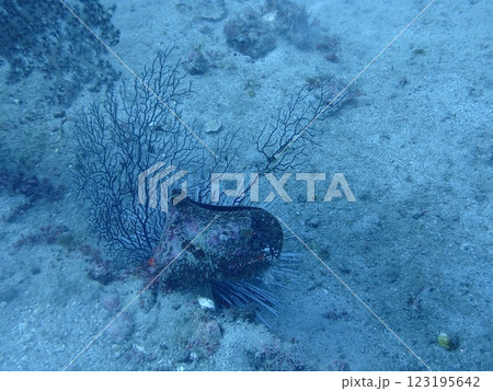 海底に張りつく貝のウグイスガイ 海底に張りつく貝のウグイスガイ 123195642