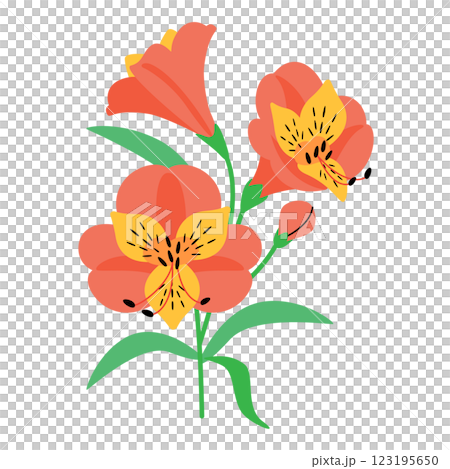 アストロメリアの花 123195650